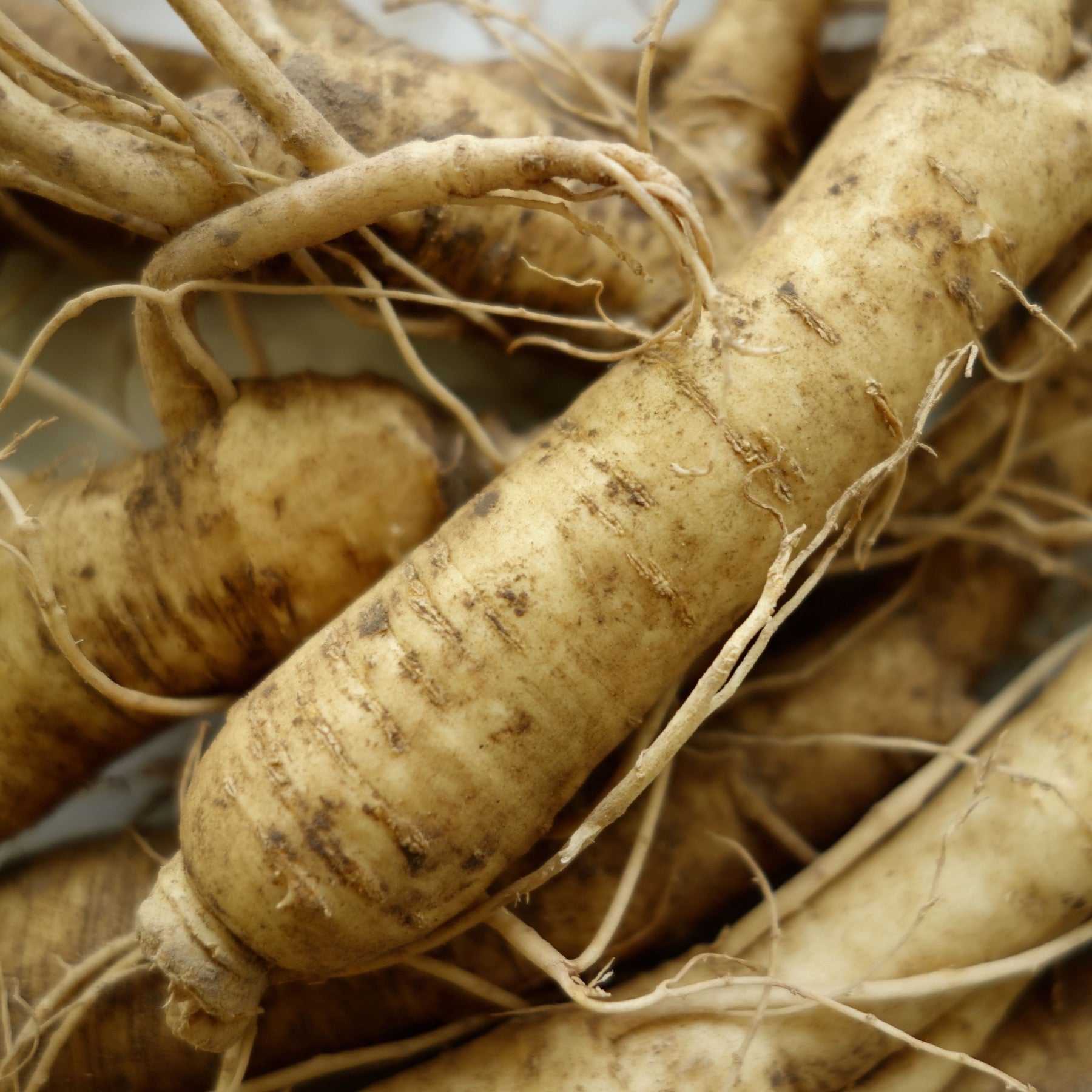 Are you in love with Wisconsin Ginseng?
