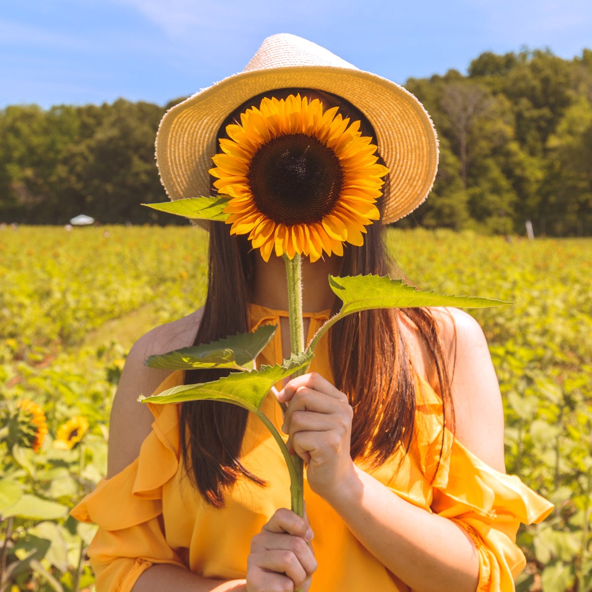 Why sunflowers matters for happy hair